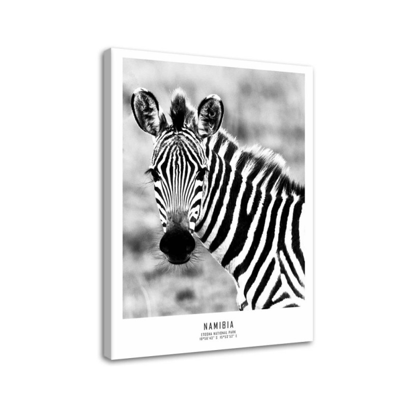 Modern living room decoration on Canvas - Curious zebra | FEEBY