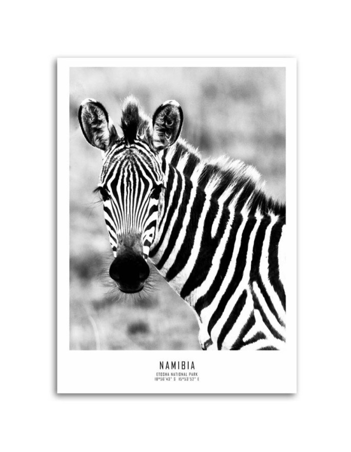 Modern living room decoration on Canvas - Curious zebra | FEEBY
