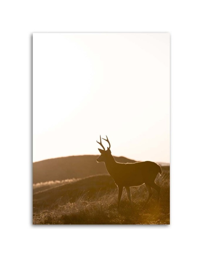 Modern Canvas painting - Young deer - Wall decoration | FEEBY