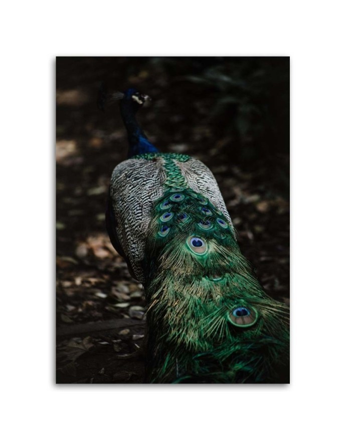 Canvas painting for living room - Peacock tail | FEEBY