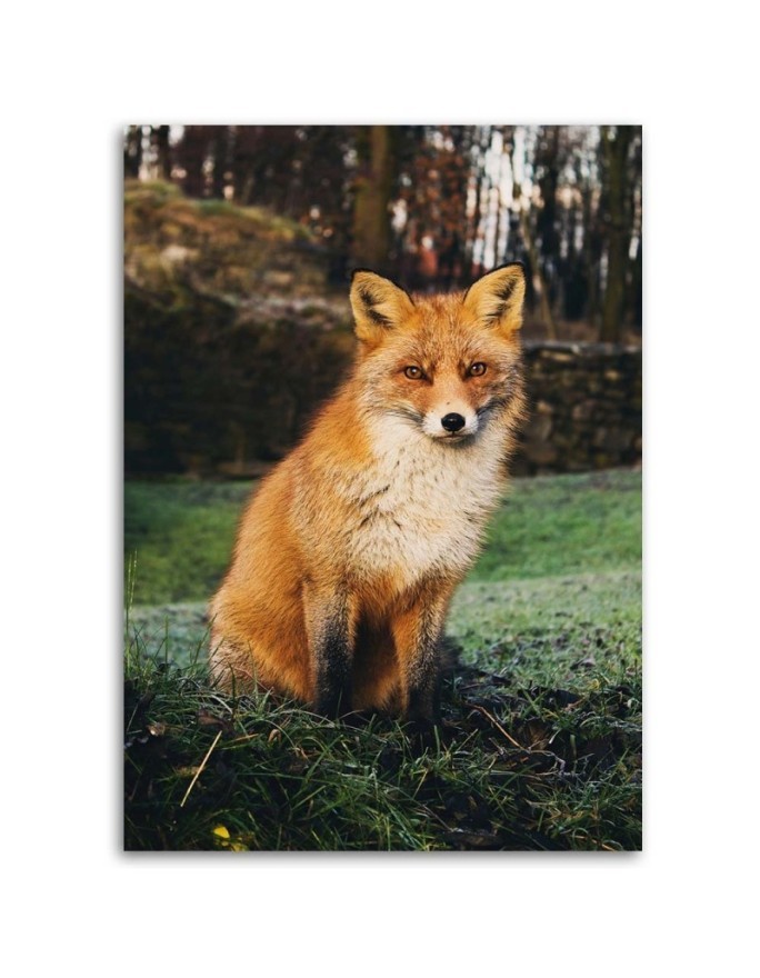 Decorative Canvas painting for living room - Fox in the forest - Canvas painting | FEEBY