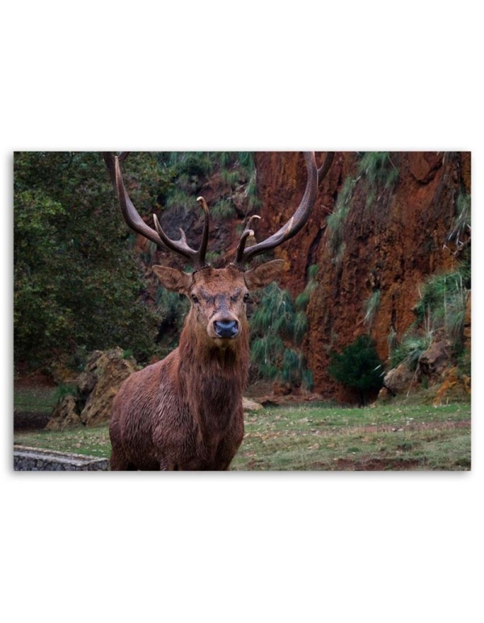 Canvas wall art painting - King of the forest - Living room decoration | FEEBY