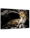 Leopard on the rocks - Modern Canvas Pictures | FEEBY