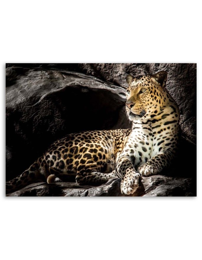 Leopard on the rocks - Modern Canvas Pictures | FEEBY