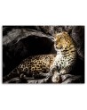 Leopard on the rocks - Modern Canvas Pictures | FEEBY