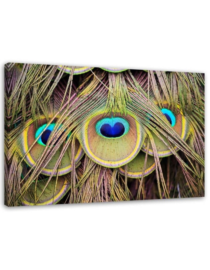 Canvas print Peacock feather