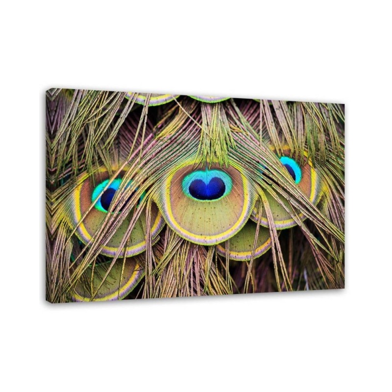 Canvas picture - Peacock feather | FEEBY