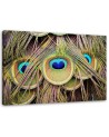 Canvas picture - Peacock feather | FEEBY