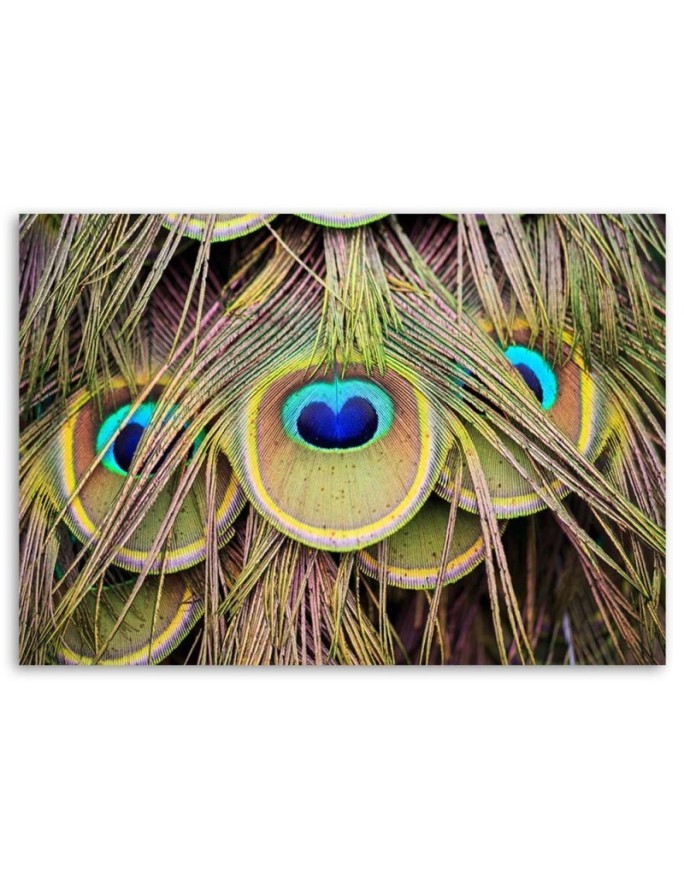 Canvas picture - Peacock feather | FEEBY