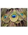 Canvas picture - Peacock feather | FEEBY