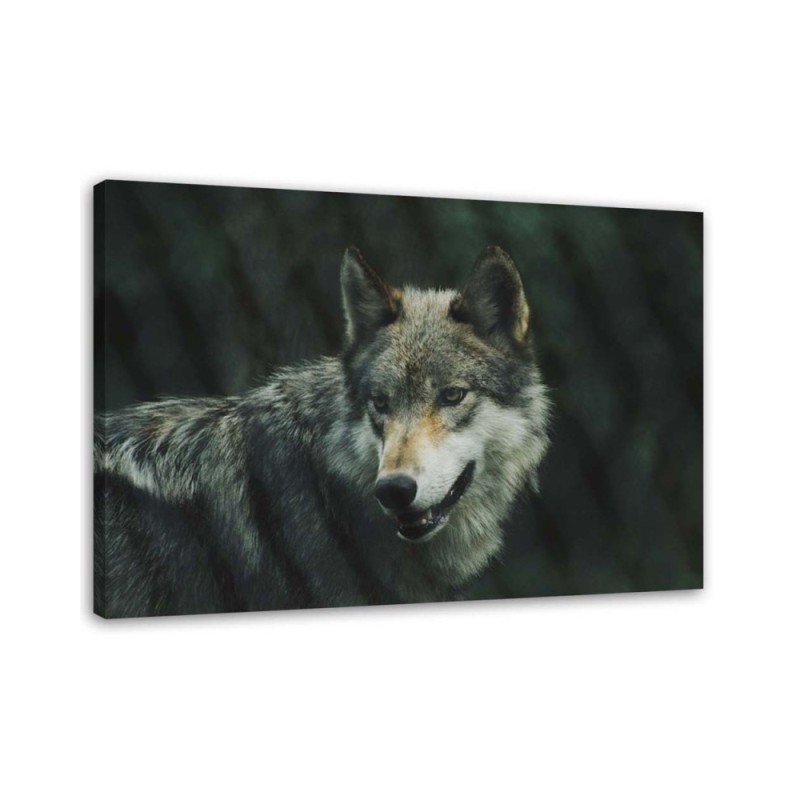 Canvas painting - Grey wolf | FEEBY