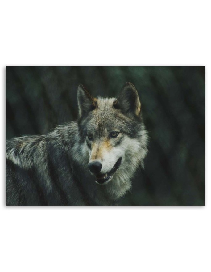 Canvas painting - Grey wolf | FEEBY