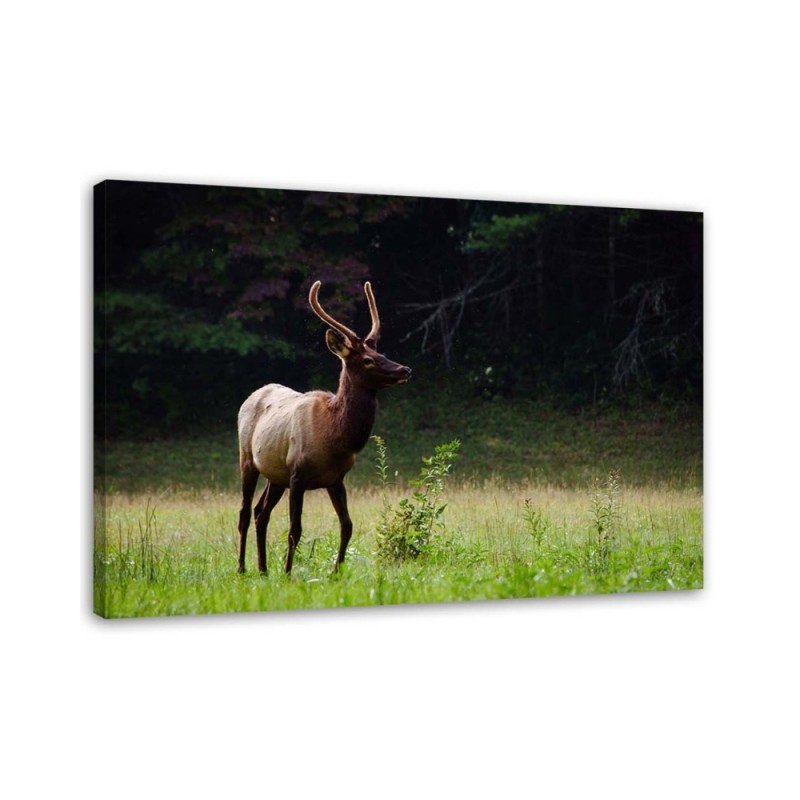 Deer in the meadow - Modern Canvas decoration for the living room | FEEBY