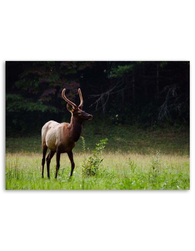 Deer in the meadow - Modern Canvas decoration for the living room | FEEBY