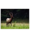 Deer in the meadow - Modern Canvas decoration for the living room | FEEBY