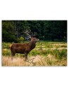 Living room decoration - Deer on a roar - Modern painting | FEEBY