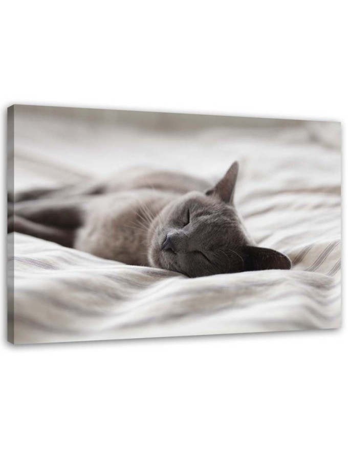 Canvas print Sleeping cat gray