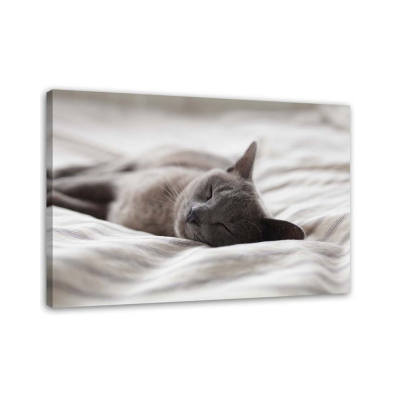Modern canvas painting - Sleeping cat gray | FEEBY