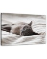 Modern canvas painting - Sleeping cat gray | FEEBY