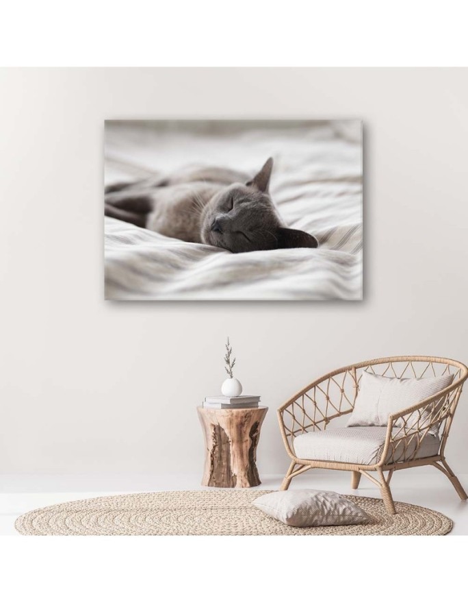 Modern canvas painting - Sleeping cat gray | FEEBY