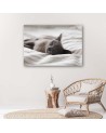 Modern canvas painting - Sleeping cat gray | FEEBY