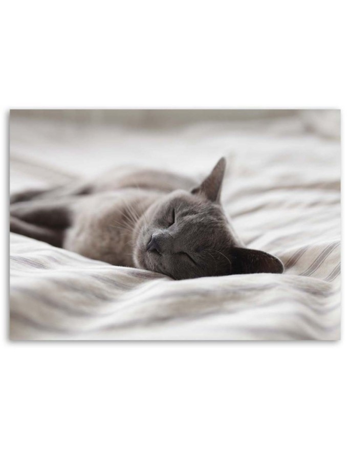 Modern canvas painting - Sleeping cat gray | FEEBY