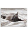 Modern canvas painting - Sleeping cat gray | FEEBY