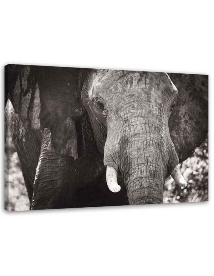 Canvas painting for living room - Black and white elephant | FEEBY