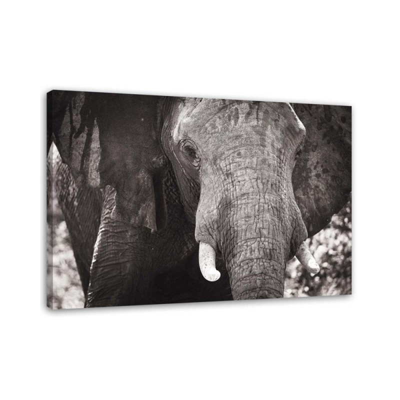 Canvas painting for living room - Black and white elephant | FEEBY