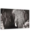 Canvas painting for living room - Black and white elephant | FEEBY