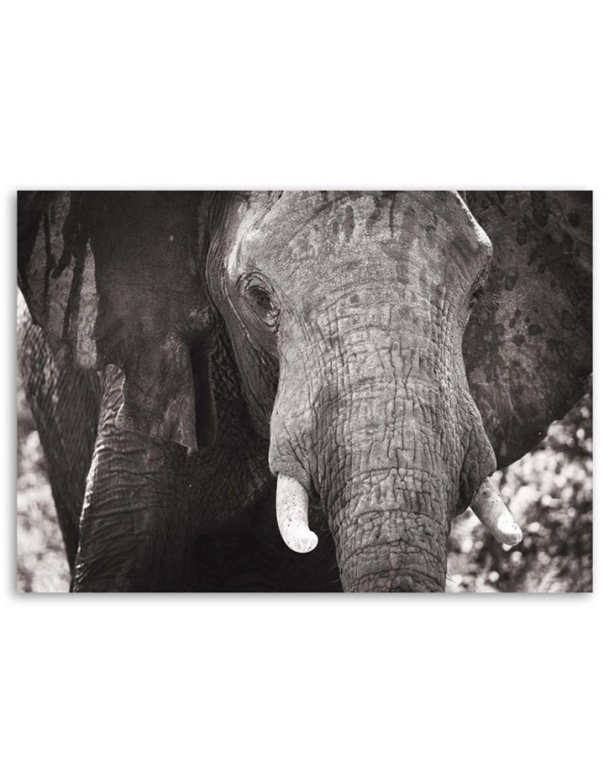 Canvas painting for living room - Black and white elephant | FEEBY