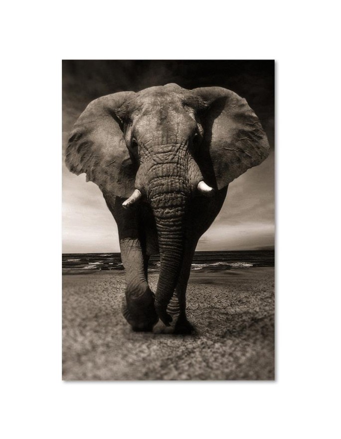Decoration for the living room - Black and white elephant on the savannah | FEEBY