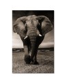 Decoration for the living room - Black and white elephant on the savannah | FEEBY