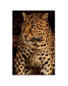 Leopard on black background- Canvas painting for living room | FEEBY