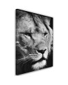 Black and white lion canvas painting | FEEBY
