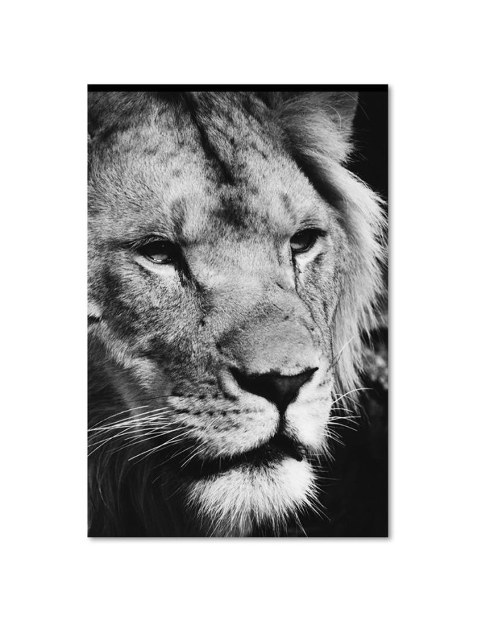 Black and white lion canvas painting | FEEBY