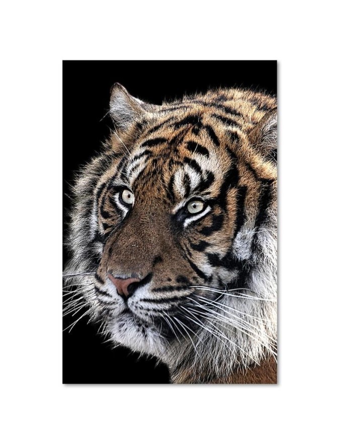 Living room wall art decoration - Tiger on black background | FEEBY