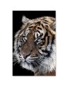 Living room wall art decoration - Tiger on black background | FEEBY