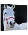 White horse head - Canvas painting for living room | FEEBY