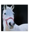 White horse head - Canvas painting for living room | FEEBY