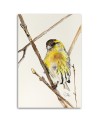 Canvas prints on canvas Yellow curious bird Dorota Martyńska | FEEBY