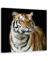 Canvas painting for the bedroom - Majestic tiger | FEEBY