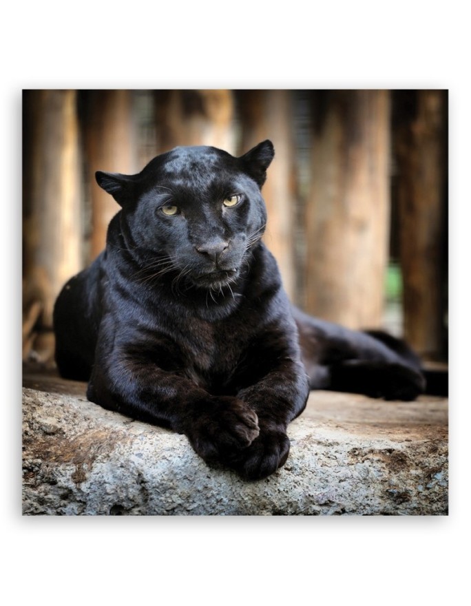Black panther - Canvas painting | FEEBY