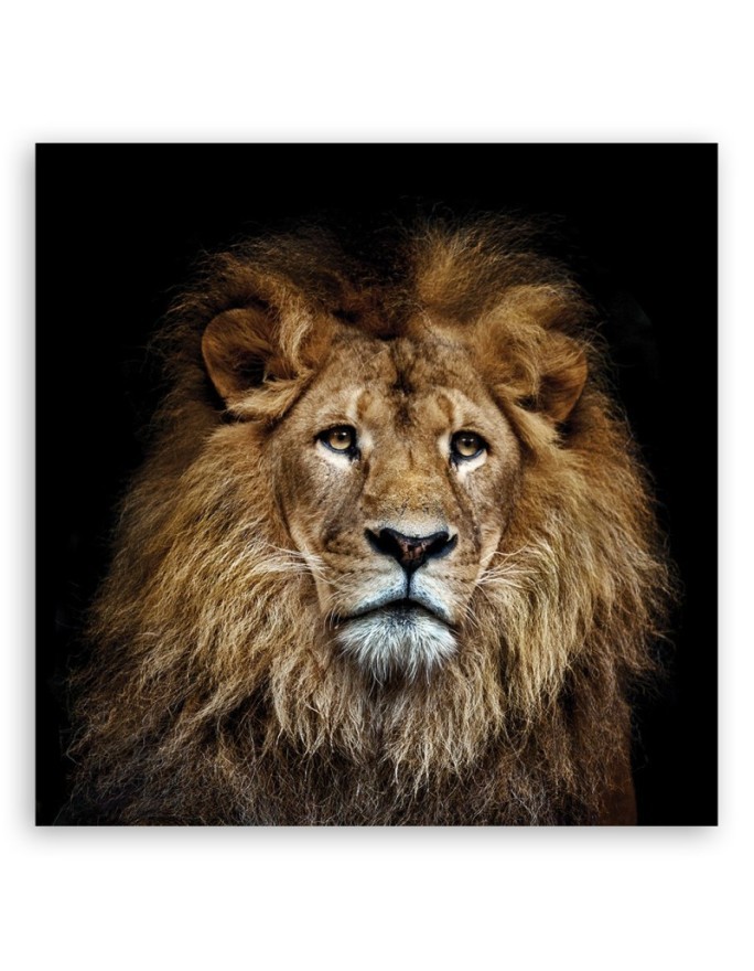 Decorative canvas painting - Majestic lion | FEEBY