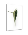Canvas painting - Green leaf nature botany | FEEBY