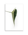 Canvas painting - Green leaf nature botany | FEEBY