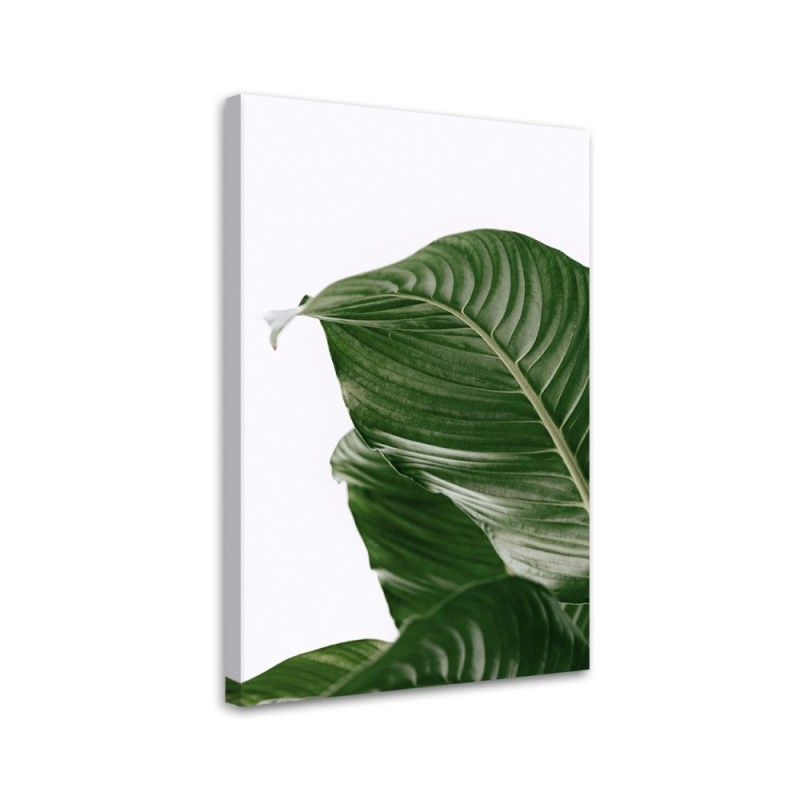 Canvas painting - Green leaf nature botany | FEEBY