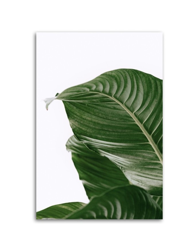 Canvas painting - Green leaf nature botany | FEEBY