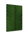Canvas painting - Banana leaf macro | FEEBY