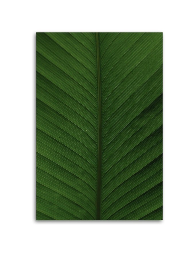 Canvas painting - Banana leaf macro | FEEBY
